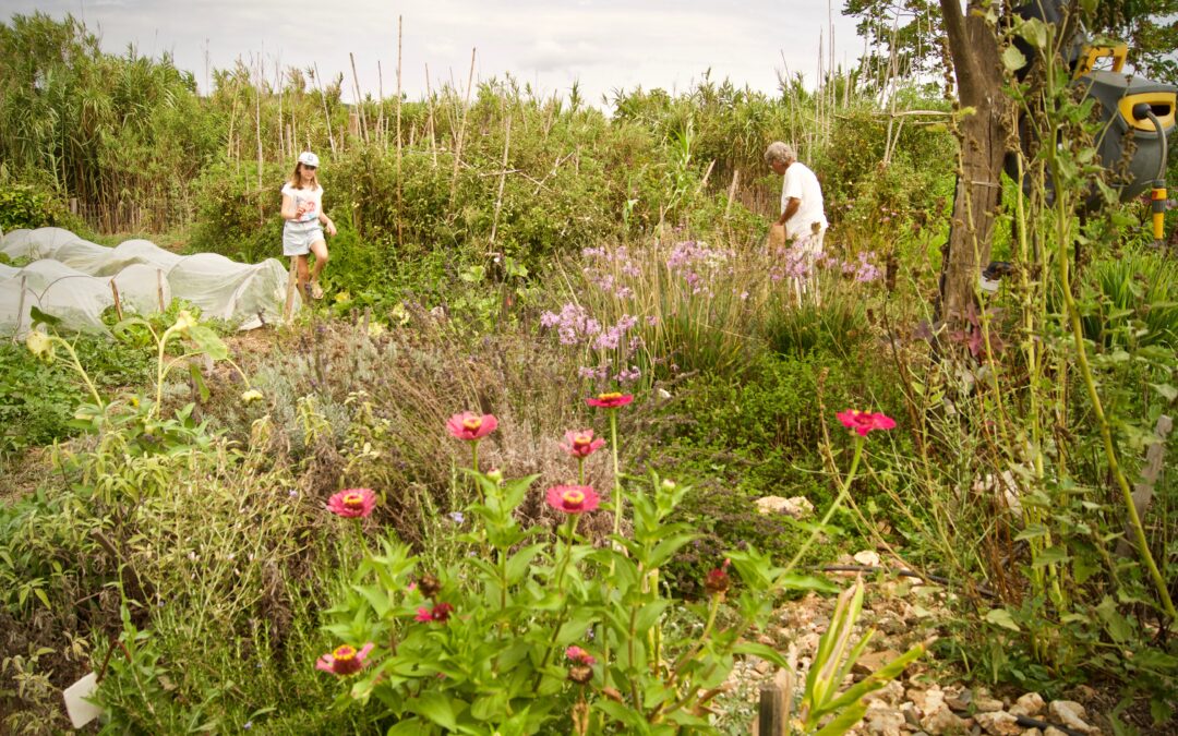 jardin cueillette